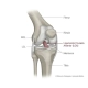 ligamento cruzado anterior