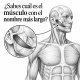musculo esternocleidomastoideo